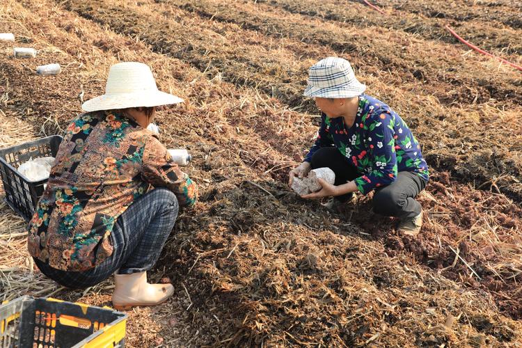 冬季大棚秸秆种菜,技术要点有哪些?-图1 冬季大棚秸秆种菜,技术要点有哪些?-图1