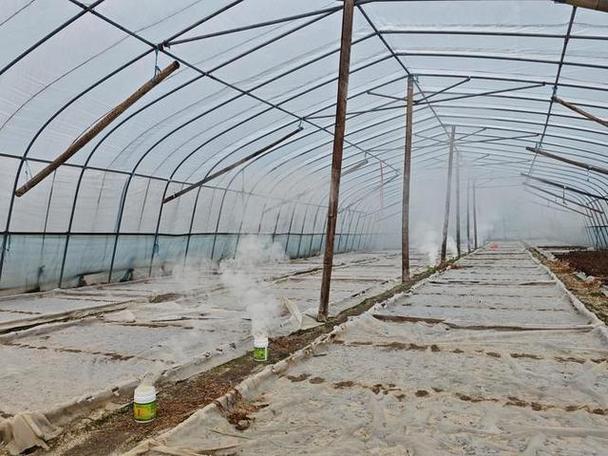 冬季大棚秸秆种菜,技术要点有哪些?-图2 冬季大棚秸秆种菜,技术要点有哪些?-图2