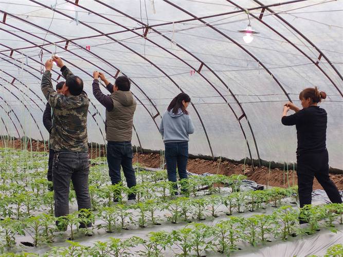 冬季大棚秸秆种菜，技术要点有哪些？-图3