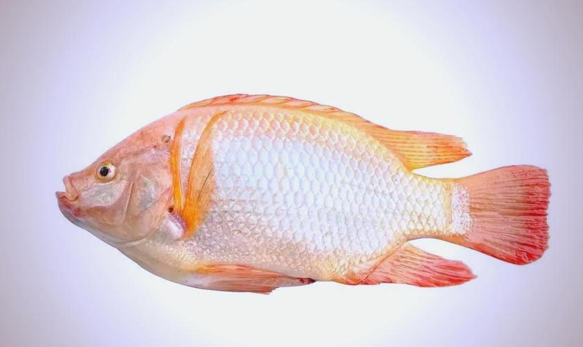 耐寒罗非鱼新品种有何突破？-图2