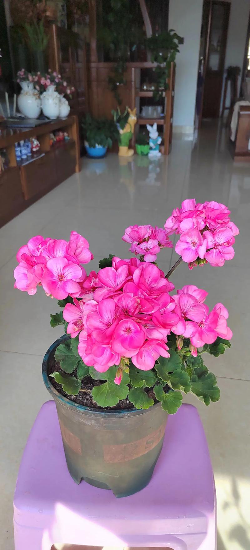 天竺葵品种有哪些?-图3 天竺葵品种有哪些?-图3