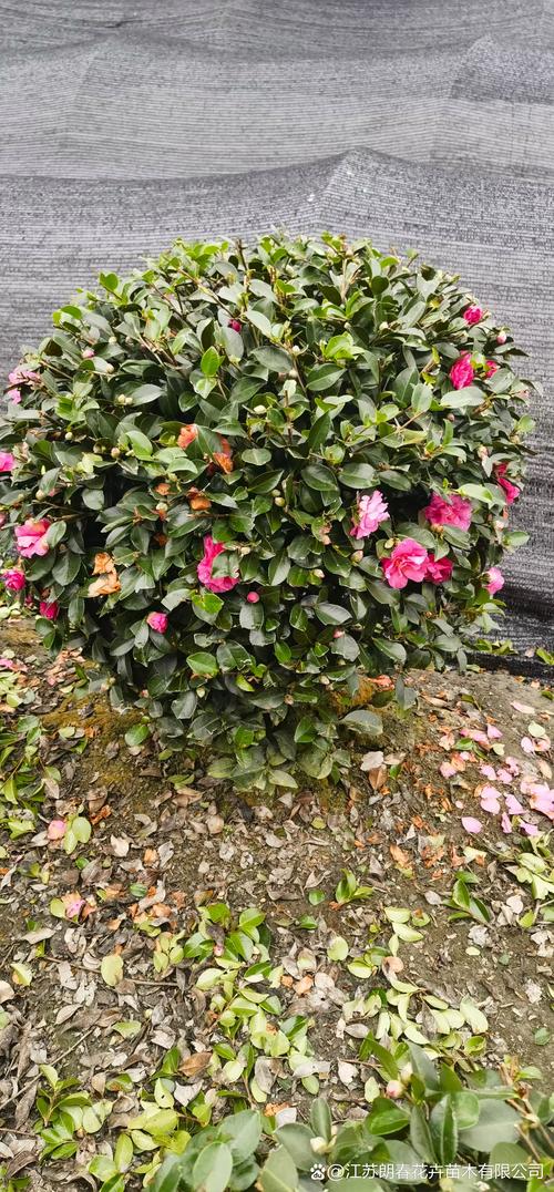 茶梅花怎么养?技术要点有哪些?-图3 茶梅花怎么养?技术要点有哪些?-图3