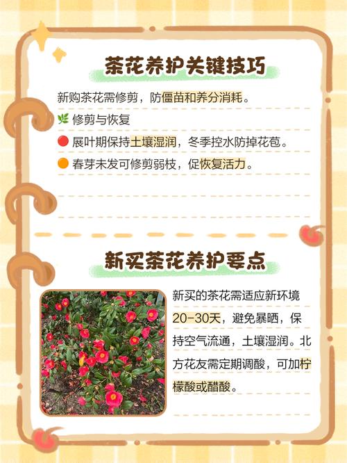 茶梅花怎么养?技术要点有哪些?-图1 茶梅花怎么养?技术要点有哪些?-图1