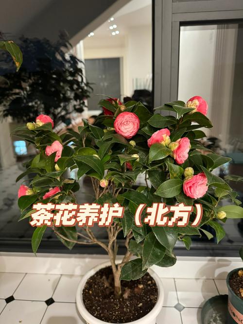 茶梅花怎么养?技术要点有哪些?-图2 茶梅花怎么养?技术要点有哪些?-图2