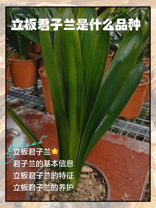 什么品种君子兰最好？-图2