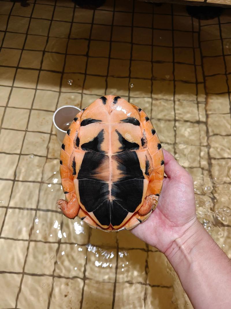 2025年金钱龟龟苗价格会涨还是跌？-图2