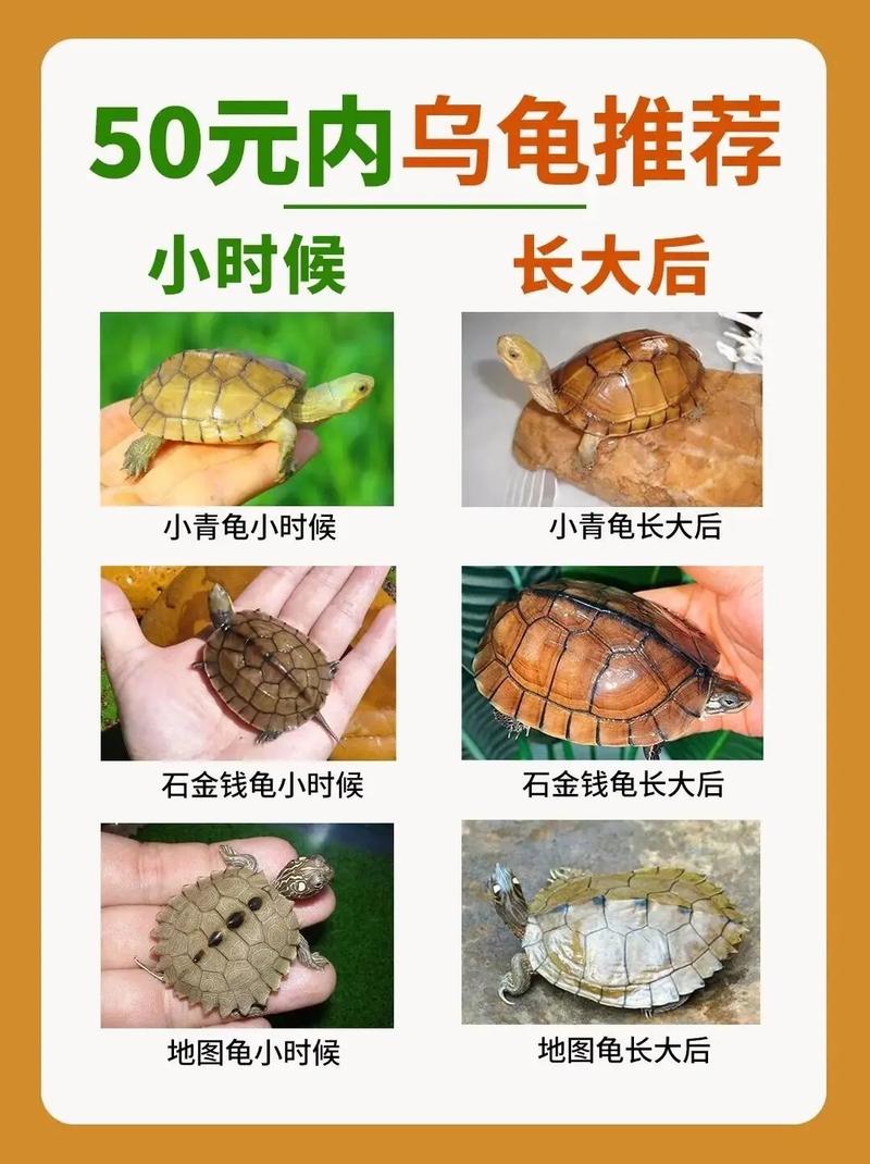 2025年金钱龟龟苗价格会涨还是跌?-图1 2025年金钱龟龟苗价格会涨还是跌?-图1