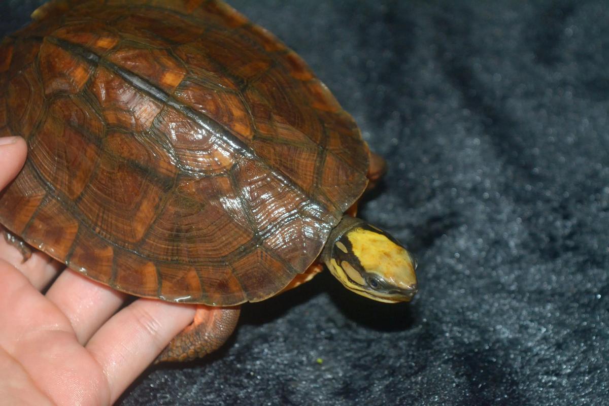 2025年金钱龟龟苗价格会涨还是跌?-图3 2025年金钱龟龟苗价格会涨还是跌?-图3