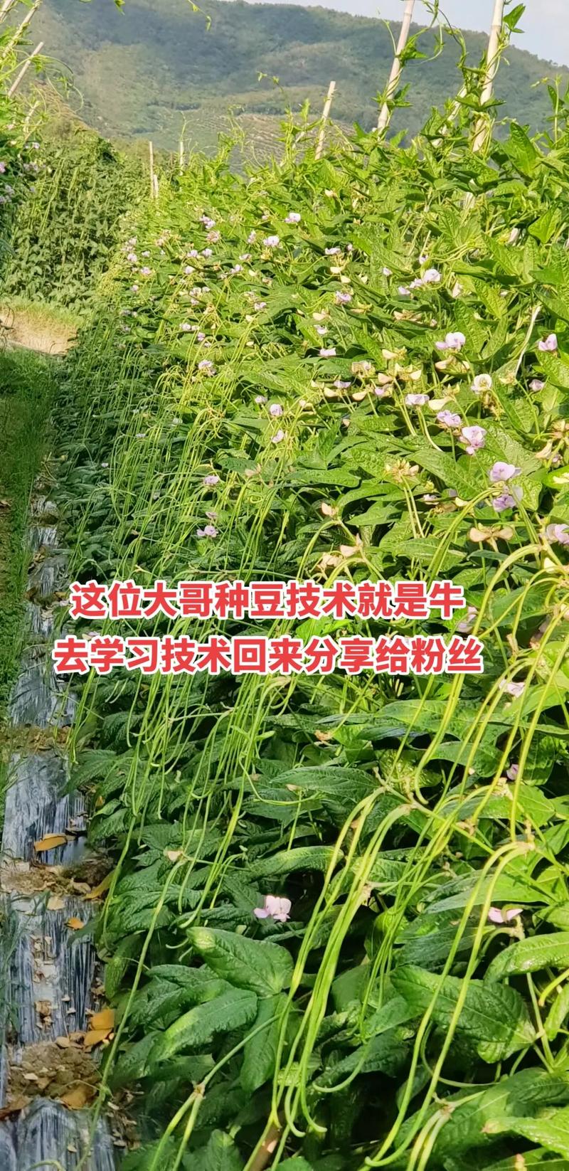 长豆角怎么种才能高产？-图1