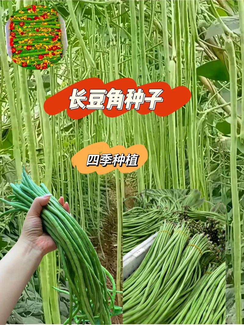 长豆角怎么种才能高产？-图2