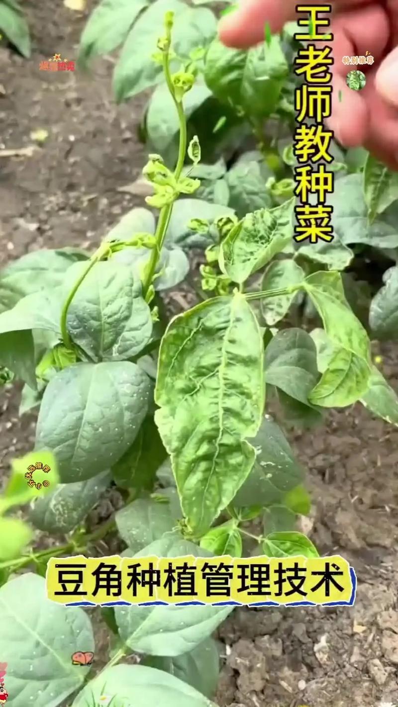 长豆角怎么种才能高产？-图3