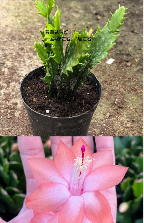 哪种蟹爪兰品种最好?-图1 哪种蟹爪兰品种最好?-图1