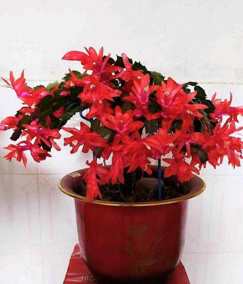 哪种蟹爪兰品种最好？-图2