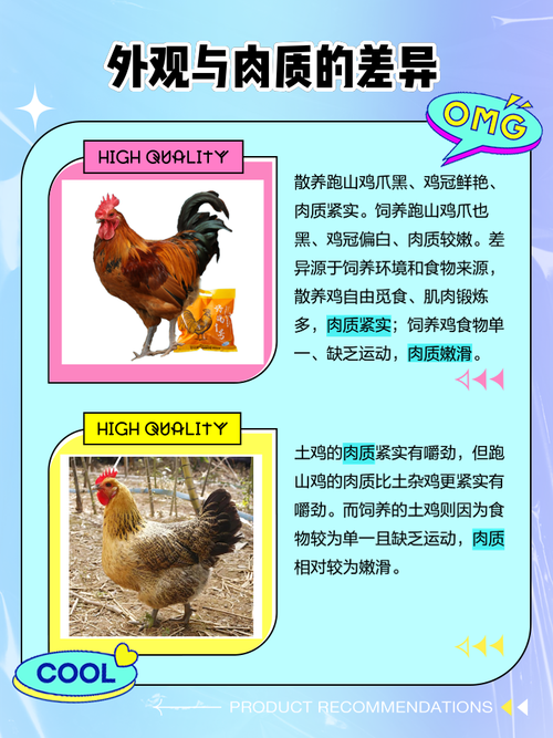 本地土鸡养殖技术课件,关键要点有哪些?-图1 本地土鸡养殖技术课件,关键要点有哪些?-图1