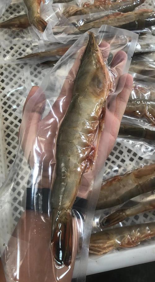 海水产新品种有哪些?养殖前景如何?-图3 海水产新品种有哪些?养殖前景如何?-图3