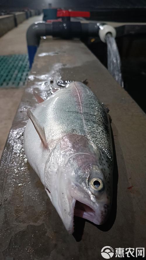 海水产新品种有哪些?养殖前景如何?-图2 海水产新品种有哪些?养殖前景如何?-图2