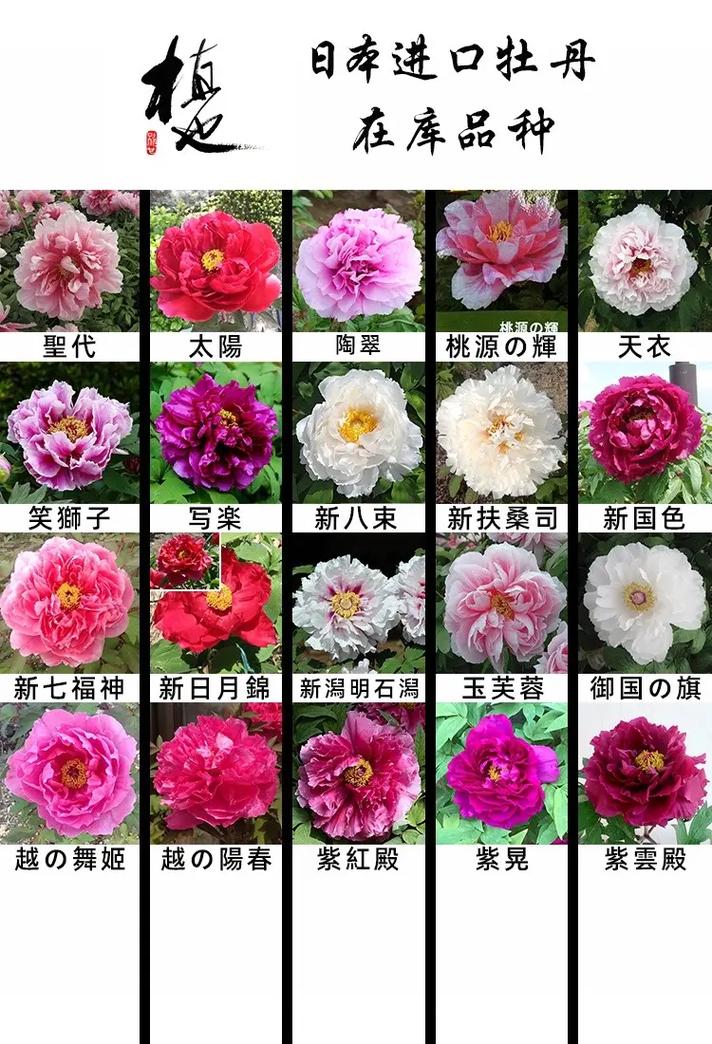 牡丹品种有哪些？视频全收录！-图2