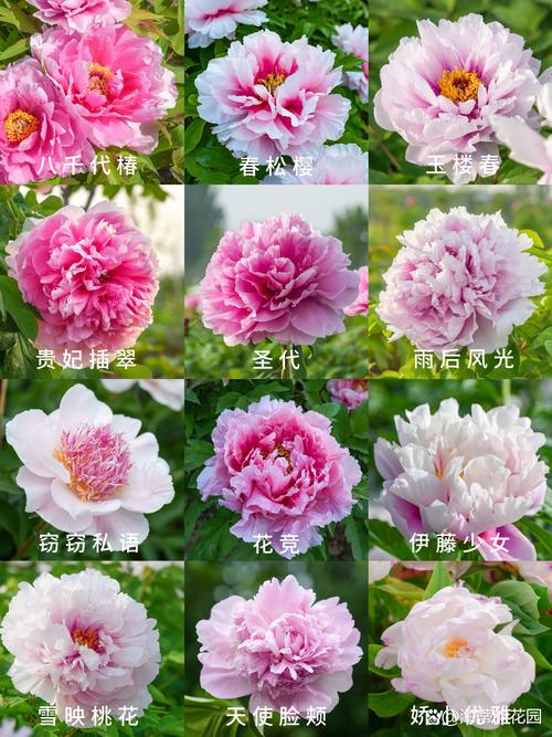 牡丹品种有哪些？视频全收录！-图1