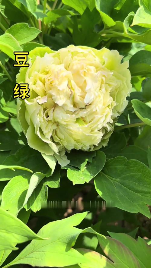 牡丹品种有哪些？视频全收录！-图3