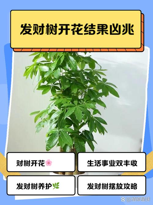 发财树品种怎么快速区分?-图3 发财树品种怎么快速区分?-图3