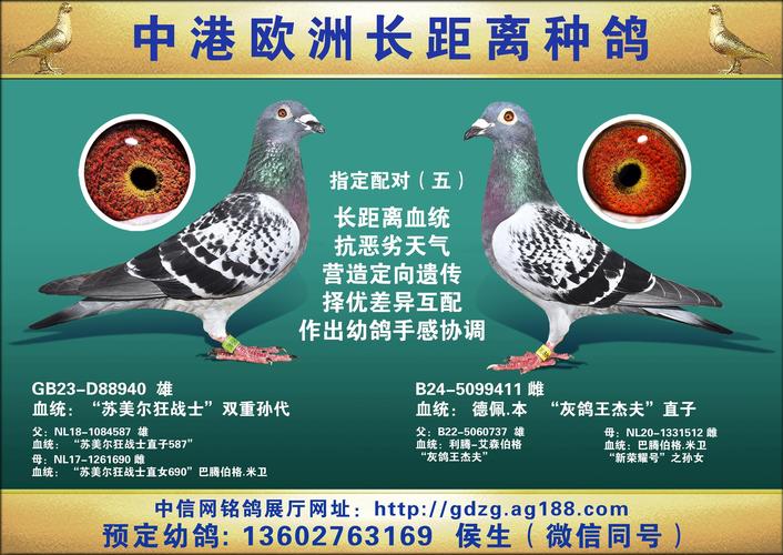 国肉欧洲种鸽到底有多少品种?-图3 国肉欧洲种鸽到底有多少品种?-图3