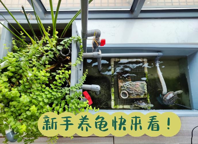 室内养龟技术视频,新手必看哪些要点?-图3 室内养龟技术视频,新手必看哪些要点?-图3