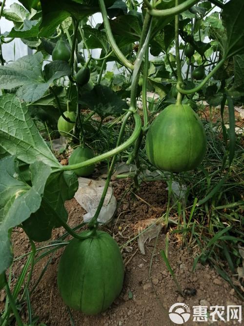 哪些大棚吊蔓甜瓜品种最优良?-图1 哪些大棚吊蔓甜瓜品种最优良?-图1