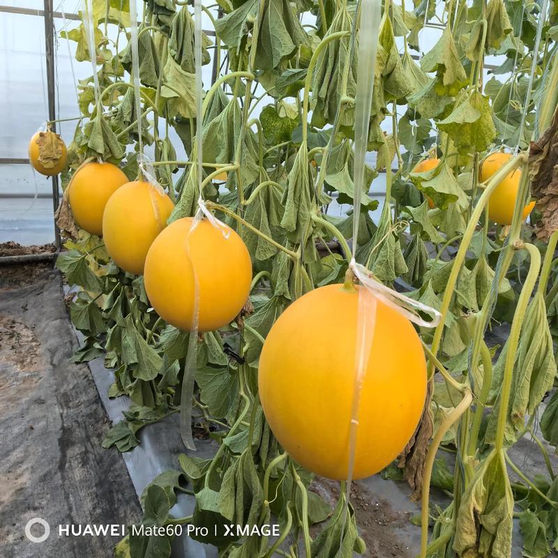 哪些大棚吊蔓甜瓜品种最优良?-图2 哪些大棚吊蔓甜瓜品种最优良?-图2