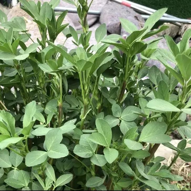 多年生牧草品种有哪些?常见品种有哪些?-图3 多年生牧草品种有哪些?常见品种有哪些?-图3