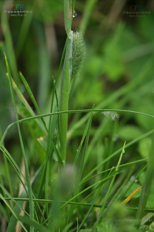 多年生牧草品种有哪些?常见品种有哪些?-图1 多年生牧草品种有哪些?常见品种有哪些?-图1
