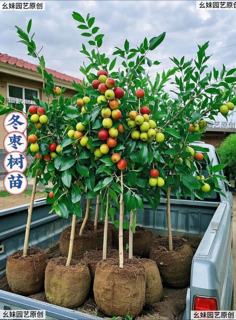 冬枣幼树管理技术视频有哪些要点？-图2