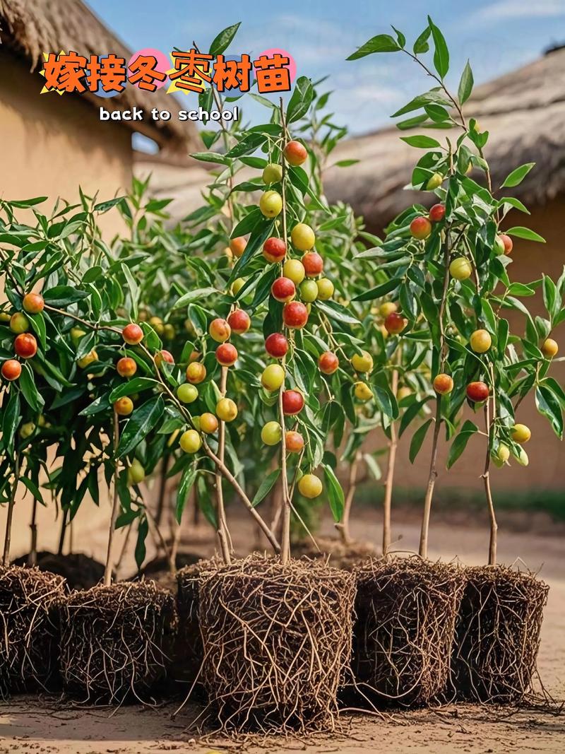 冬枣幼树管理技术视频有哪些要点?-图1 冬枣幼树管理技术视频有哪些要点?-图1