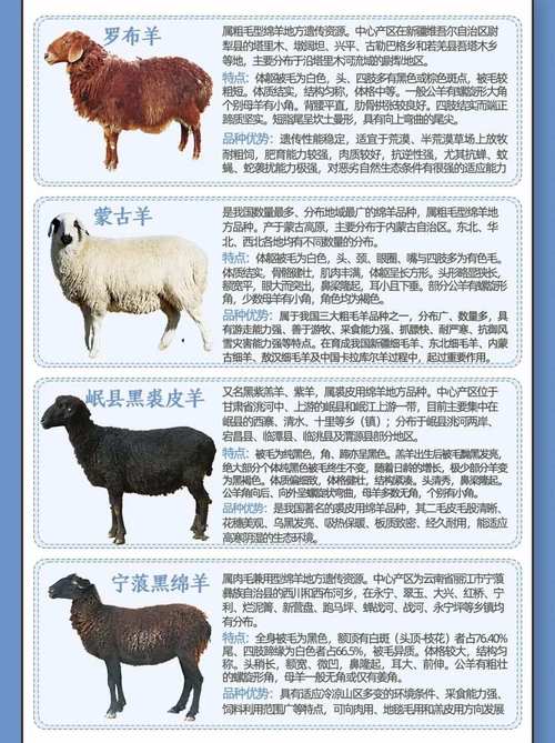 现在养羊选什么品种最合适?-图2 现在养羊选什么品种最合适?-图2