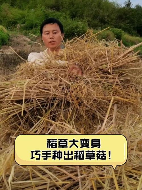 小麦秸秆如何高效培养蘑菇?-图3 小麦秸秆如何高效培养蘑菇?-图3