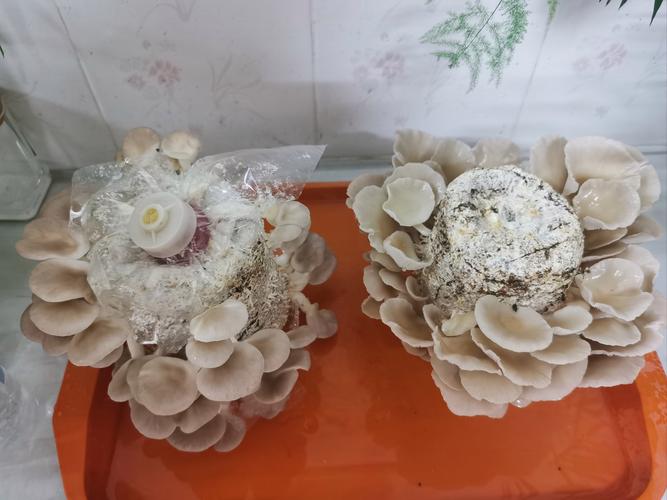 小麦秸秆如何高效培养蘑菇?-图2 小麦秸秆如何高效培养蘑菇?-图2
