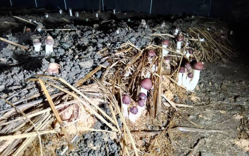 小麦秸秆如何高效培养蘑菇?-图1 小麦秸秆如何高效培养蘑菇?-图1