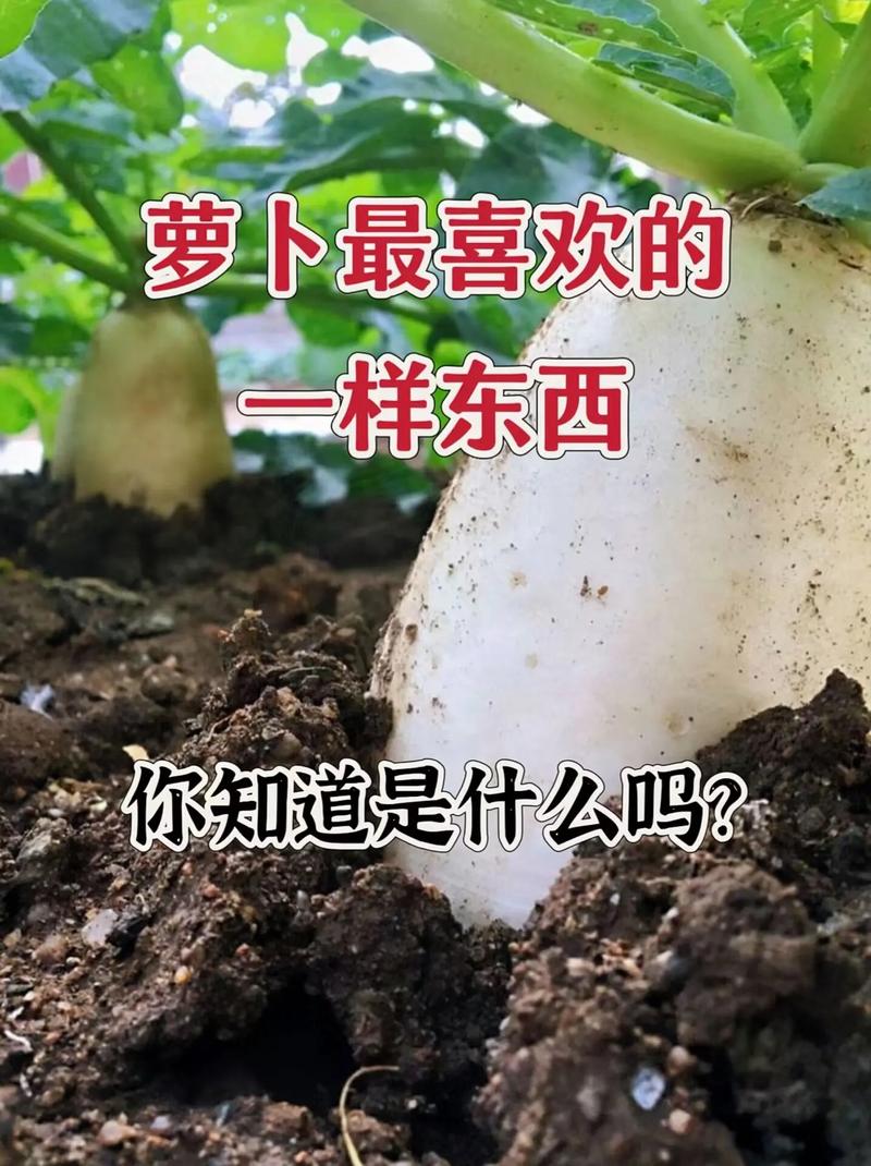 萝卜高产种植有哪些关键技术？-图3