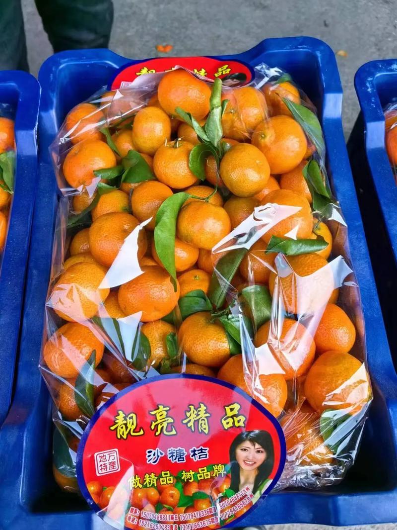 啥品种桔子最畅销？-图2