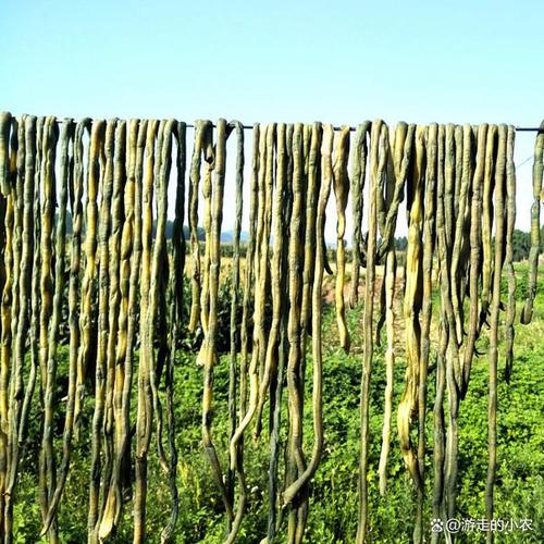 露地长豆角角怎么种才高产？-图3