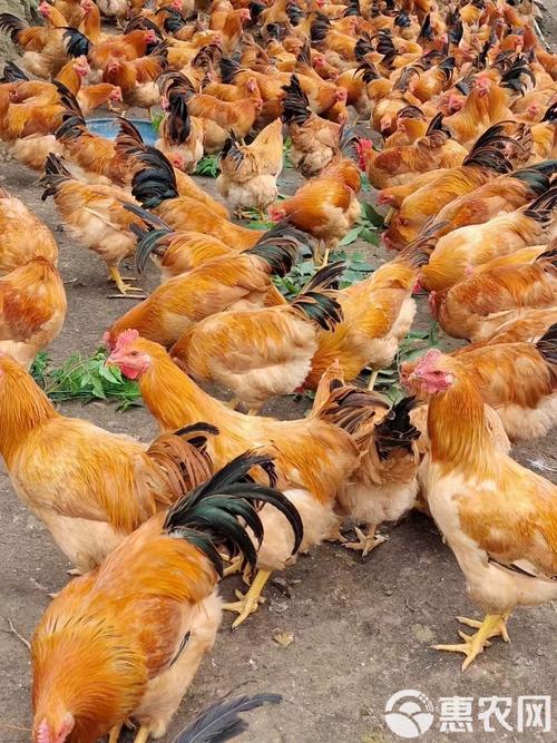 土鸡苗价格多少钱？批发哪里靠谱？-图3