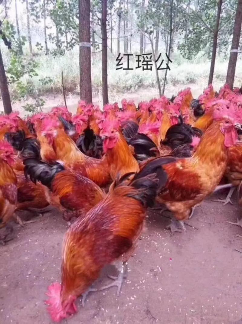 土鸡苗价格多少钱？批发哪里靠谱？-图2