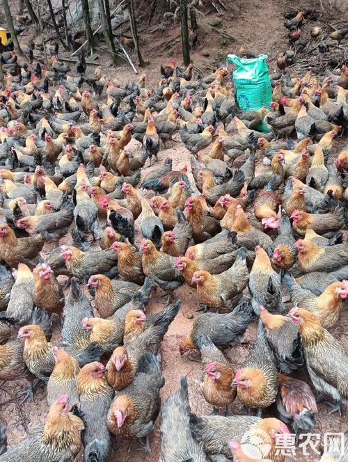 土鸡苗价格多少钱?批发哪里靠谱?-图1 土鸡苗价格多少钱?批发哪里靠谱?-图1