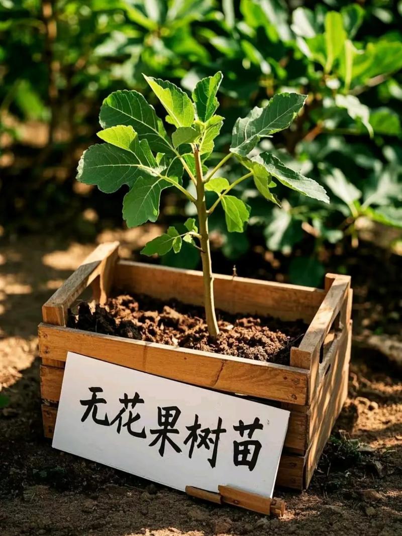 无花果种植技术有哪些关键要点?-图1 无花果种植技术有哪些关键要点?-图1