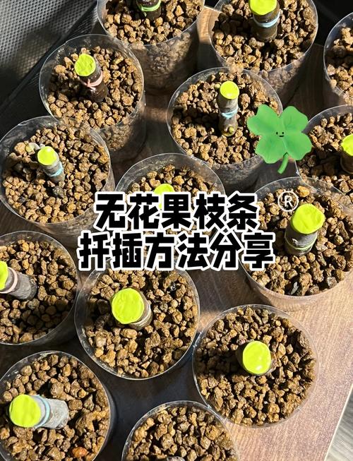 无花果种植技术有哪些关键要点?-图3 无花果种植技术有哪些关键要点?-图3