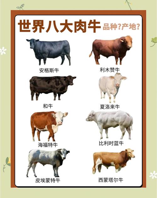 经济效益好的肉牛品种有哪些？-图3