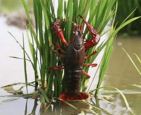 稻田里养的是什么虾?-图1 稻田里养的是什么虾?-图1