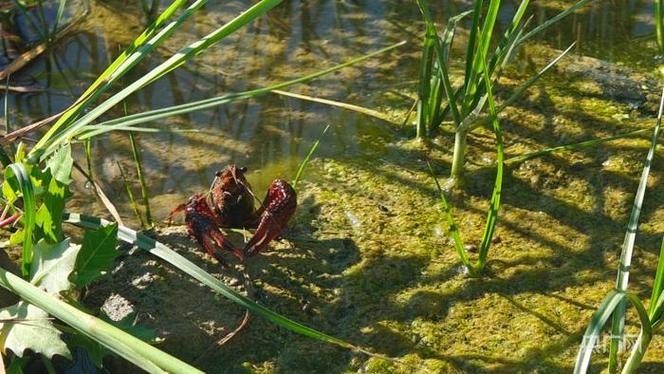 稻田里养的是什么虾?-图2 稻田里养的是什么虾?-图2