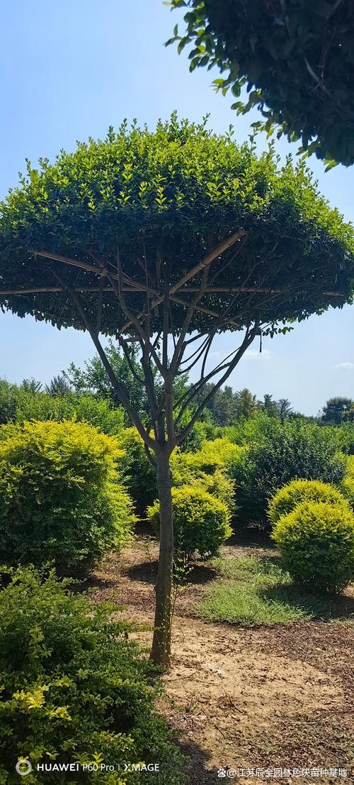 哪些树品种最好看？-图2