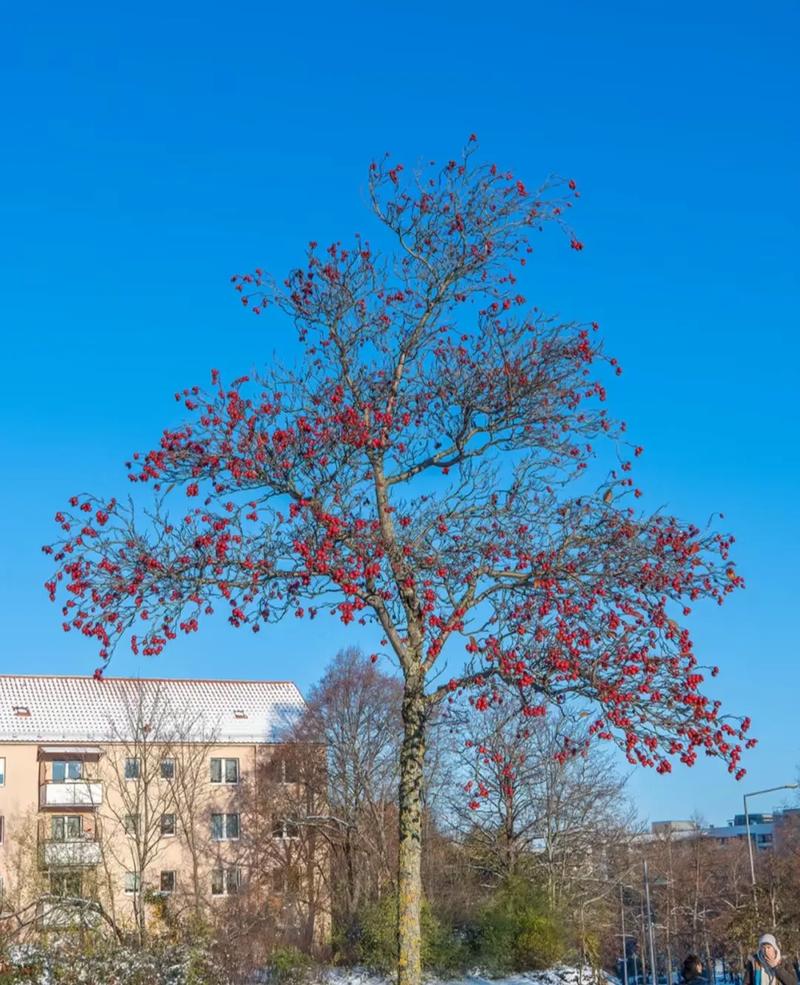 哪些树品种最好看?-图1 哪些树品种最好看?-图1