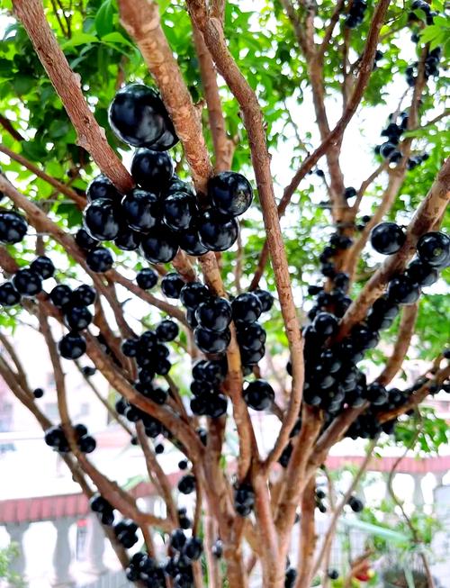 嘉宝果砧木品种选哪个好?-图1 嘉宝果砧木品种选哪个好?-图1